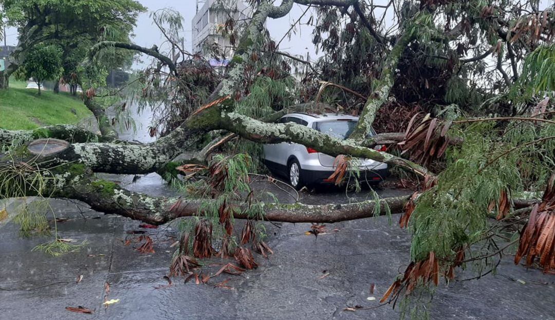 árbol caído en Ibagué