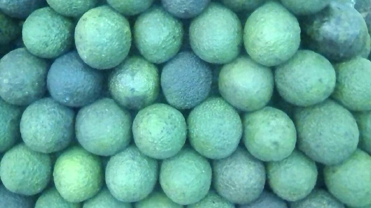 En Neira se establece convenio para cultivo sostenible de aguacate Hass