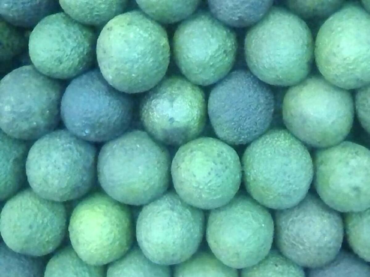 En Neira se establece convenio para cultivo sostenible de aguacate Hass