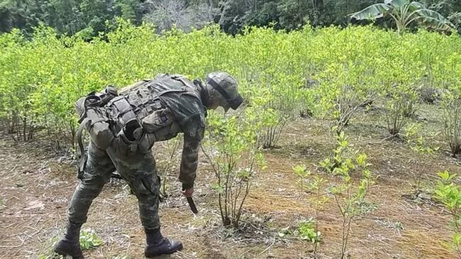 Más allá del acuerdo, las Farc son una empresa criminal de narcotráfico: Ernesto Garay. Foto: Colprensa