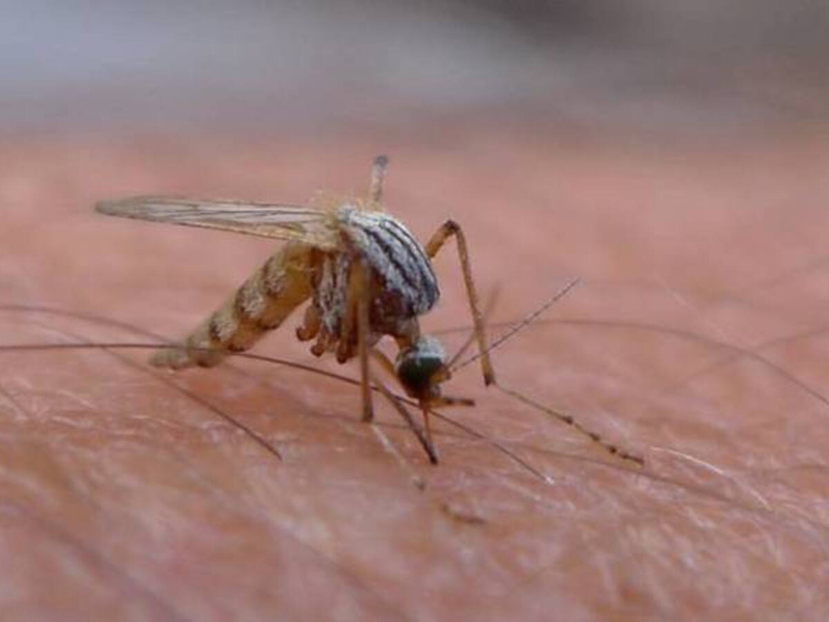 Autoridades de salud en Armenia apoyan llamado del gobierno a no embarazarse por el riesgo del zika