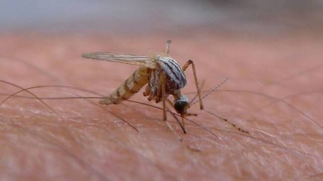 En Armenia hay cuatro casos de sospechosos del zika.