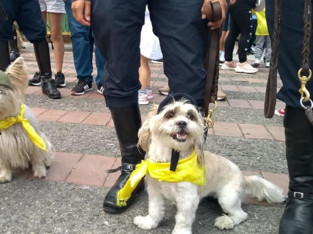 En Caldas construyen la Política Pública de Protección y Bienestar Animal