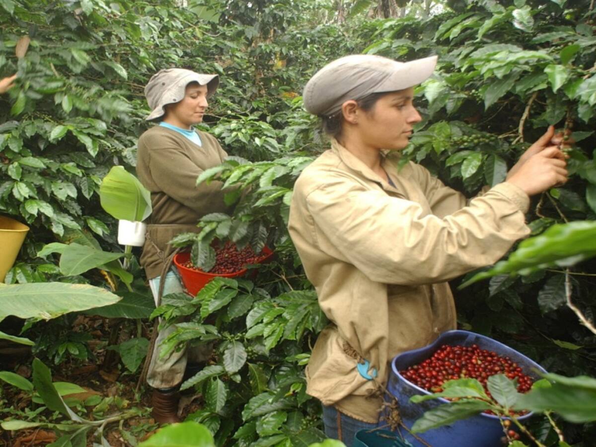 Caficultores de Antioquia toman medidas de protección ante coronavirus