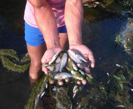 La mortandad de peces fue denunciada por los vecinos del río.