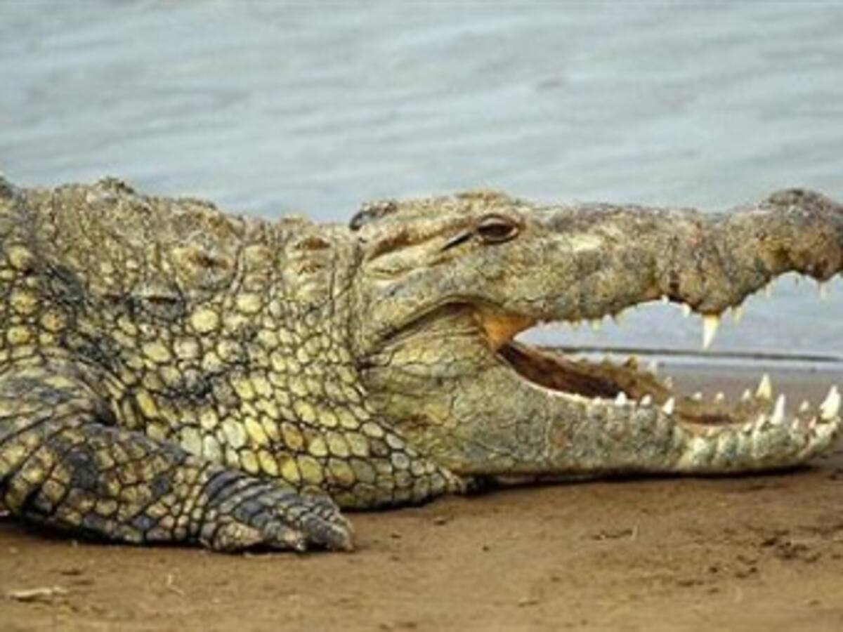 Cocodrilo provoca accidente aéreo en El Congo