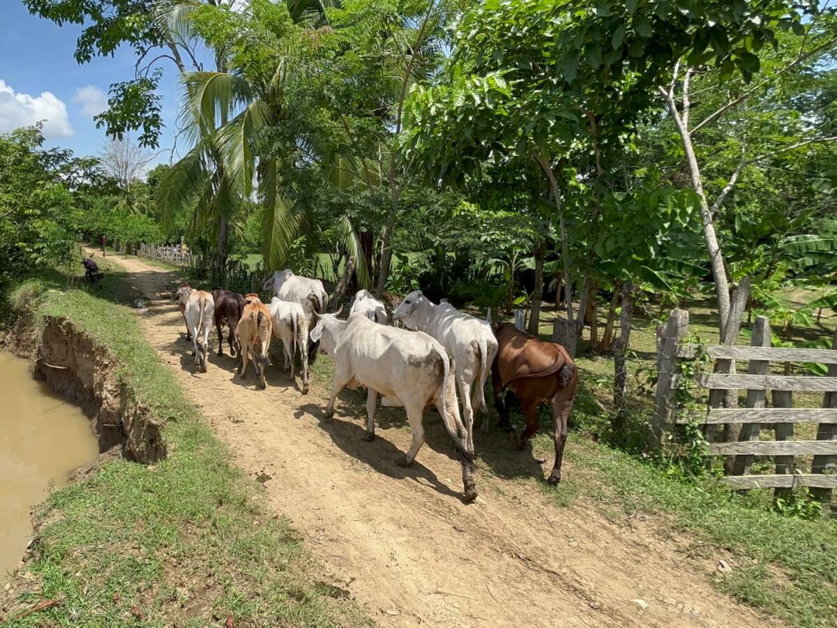 Defensoría advierte riesgos por erosión del río Sinú en una zona de San Pelayo, Córdoba