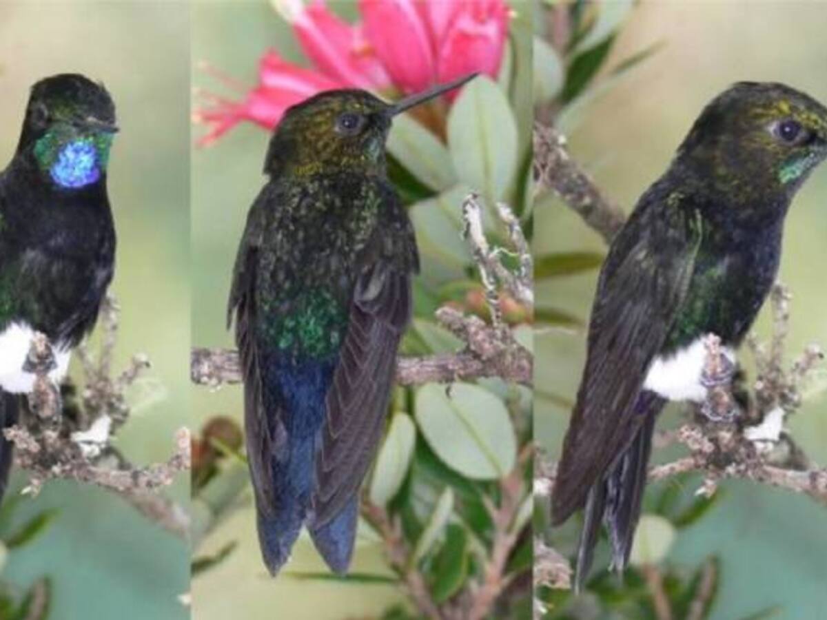 "ColomBIOdiversidad" la riqueza de los colombianos