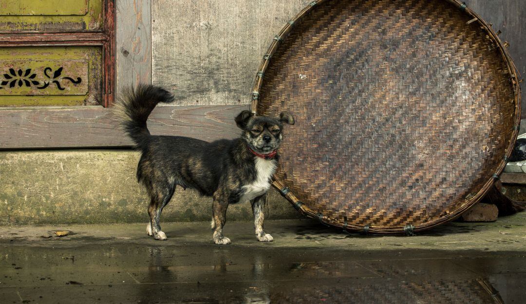 Imagen de referencia 