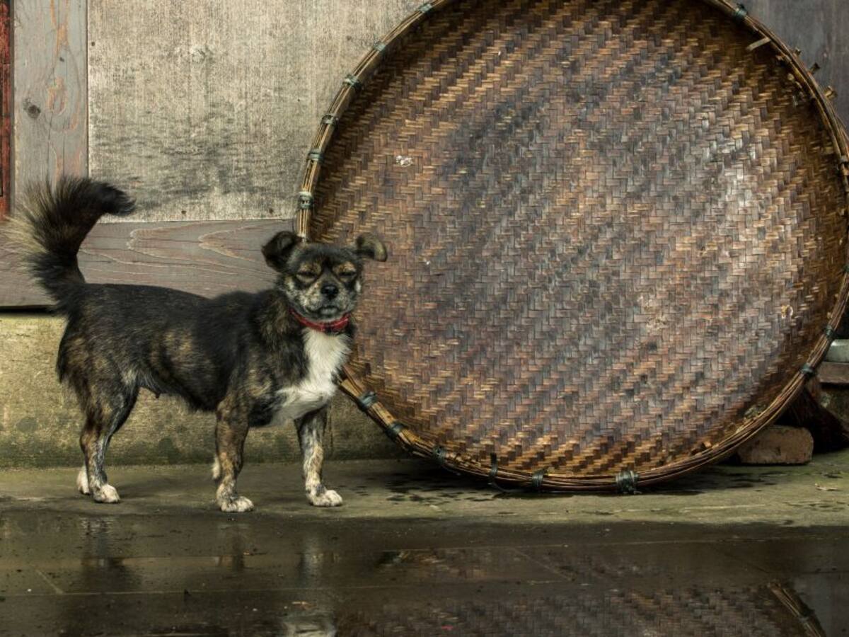 Ciudad China prohíbe comer animales tras crisis del coronavirus