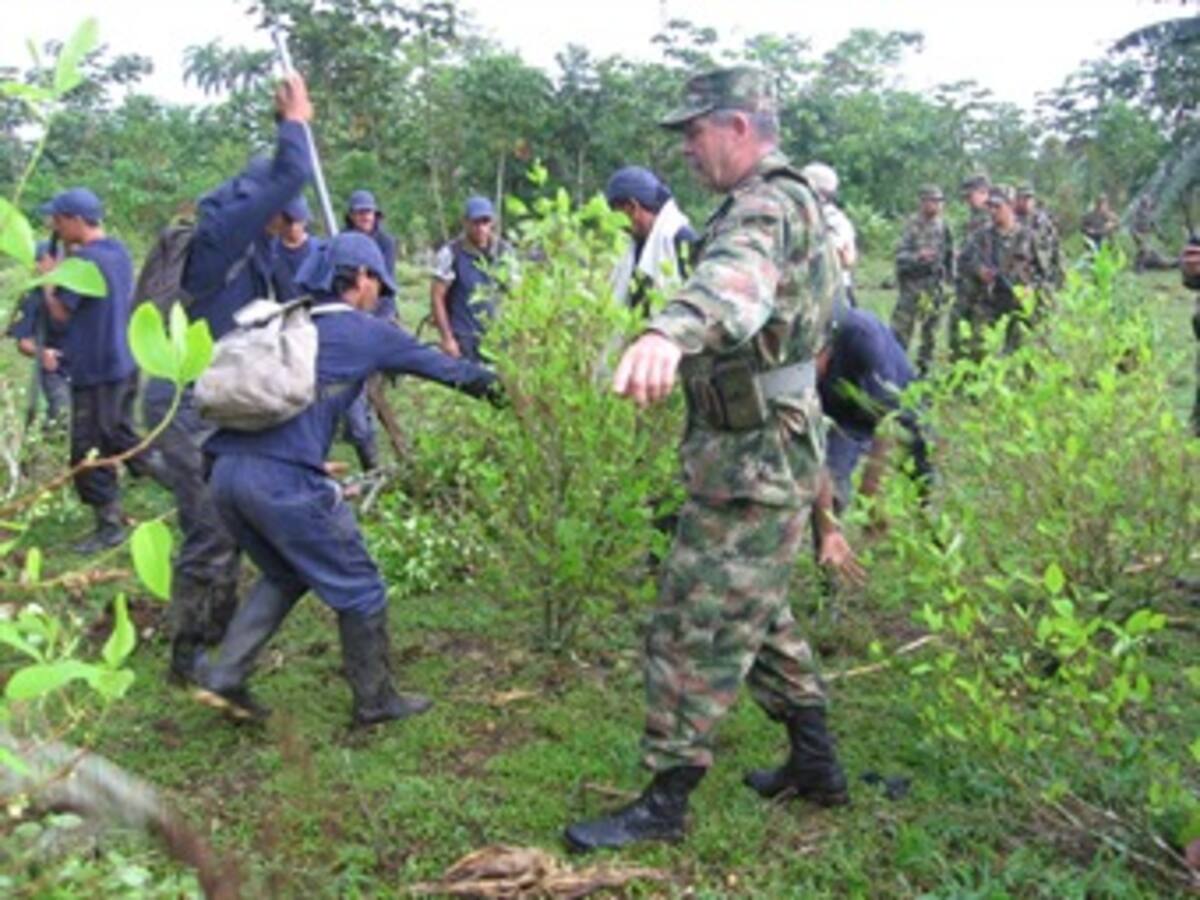 Reinician erradicación de cultivos ilícitos en Nariño