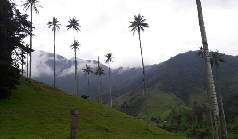 Valle de Cocora en Salento en el departamento del Quindío