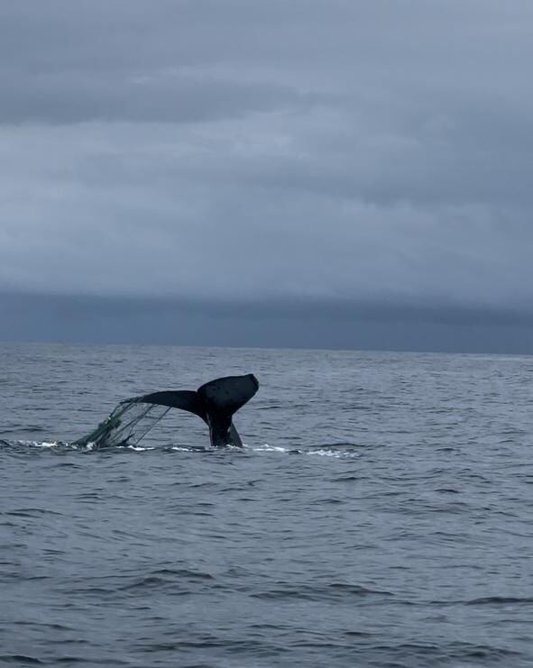 Guardacostas de Bahía Solano