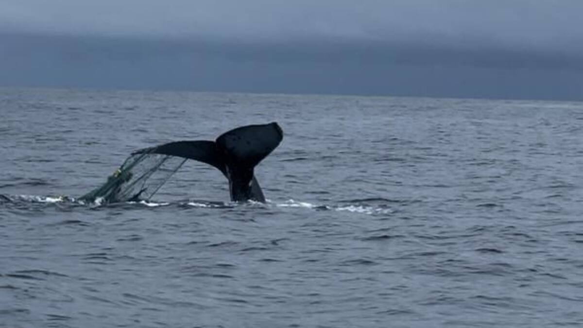 Liberan ballena jorobada enredada en una red de pesca en el Pacífico Colombiano
