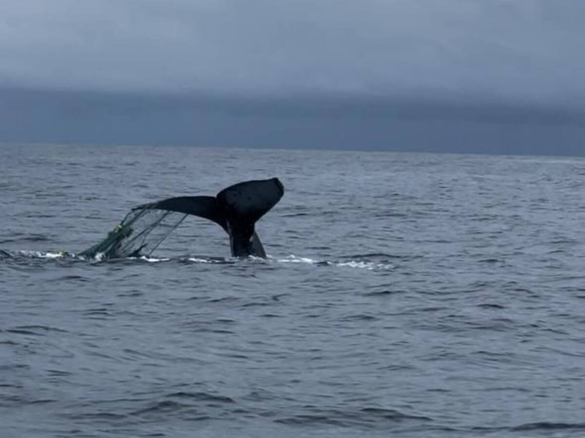 Liberan ballena jorobada enredada en una red de pesca en el Pacífico Colombiano
