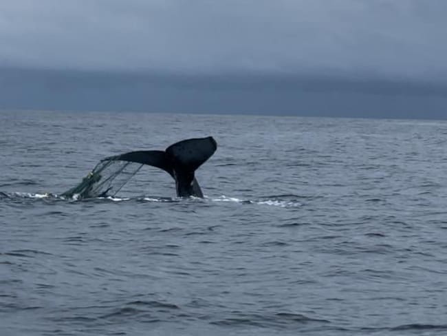 Guardacostas de Bahía Solano