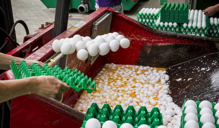 Varios trabajadores desechan los huevos contaminados en una granja avícola de Onstwedde (Holanda)