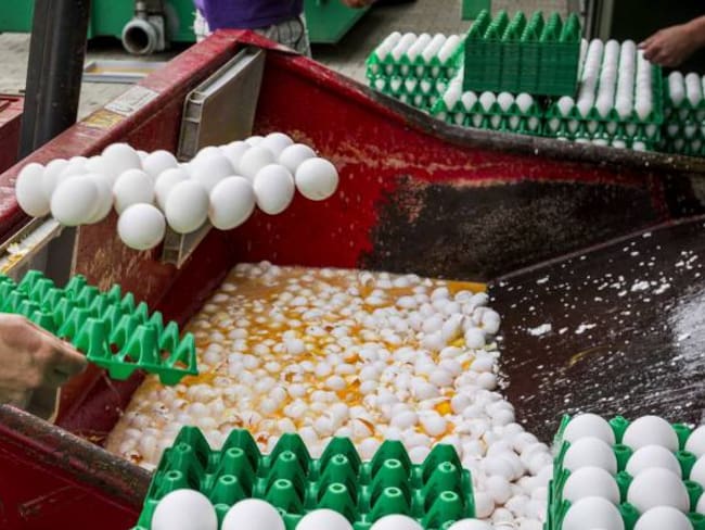 Varios trabajadores desechan los huevos contaminados en una granja avícola de Onstwedde (Holanda)