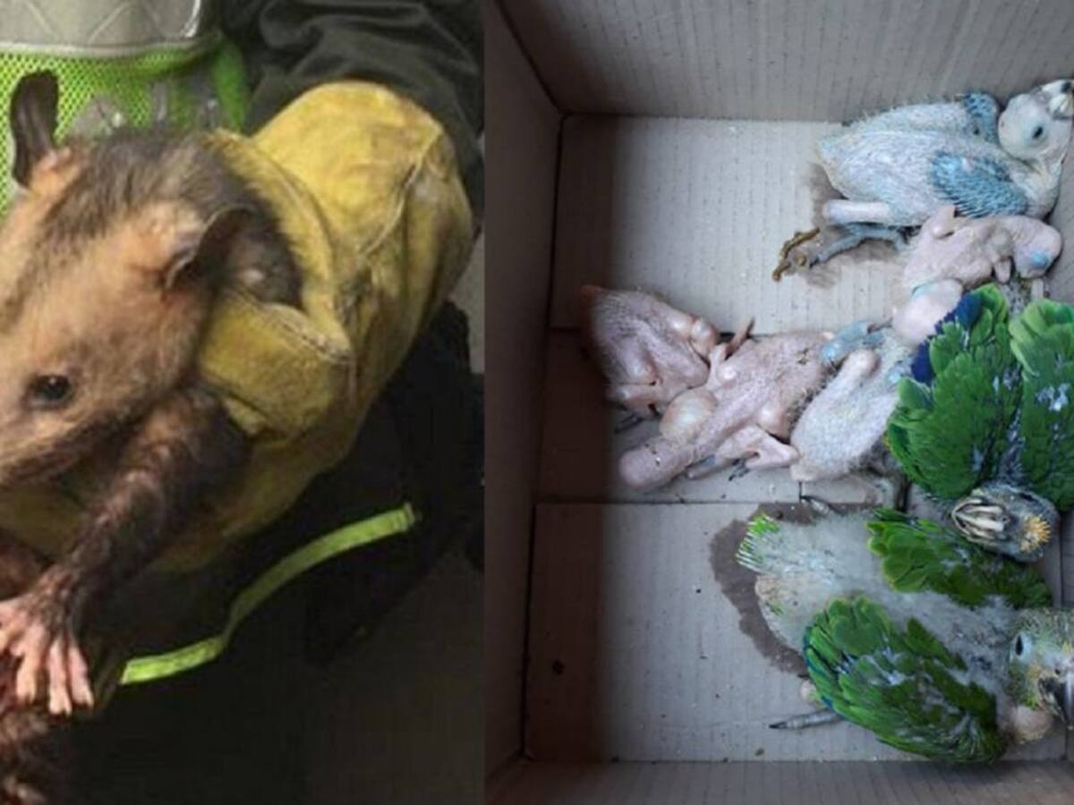 Capturan en La Dorada a presunto comerciante de fauna silvestre