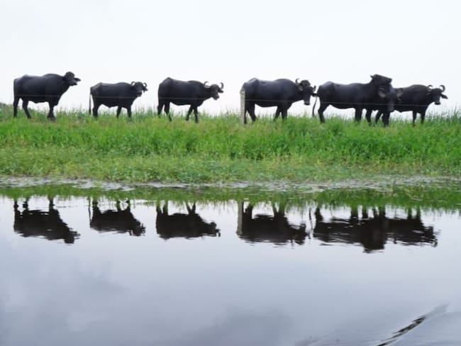 Medidas de Petro para atender inundaciones en Mojana disgusta a ganaderos