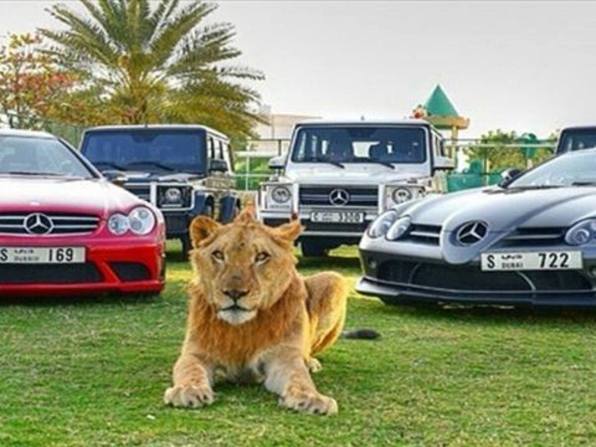 Sobre ruedas y sobre gatos: las imágenes de los Albuqaish en Instagram