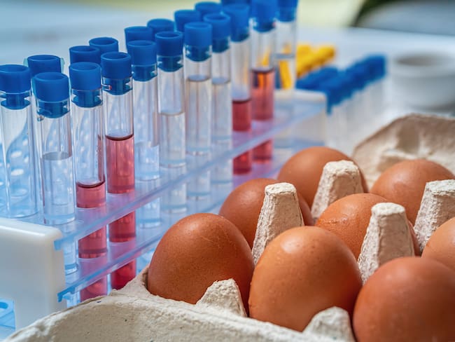 Huevos revisados en laboratorio (Getty Images)