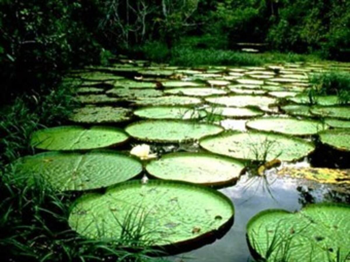 El año medioambiental de Colombia