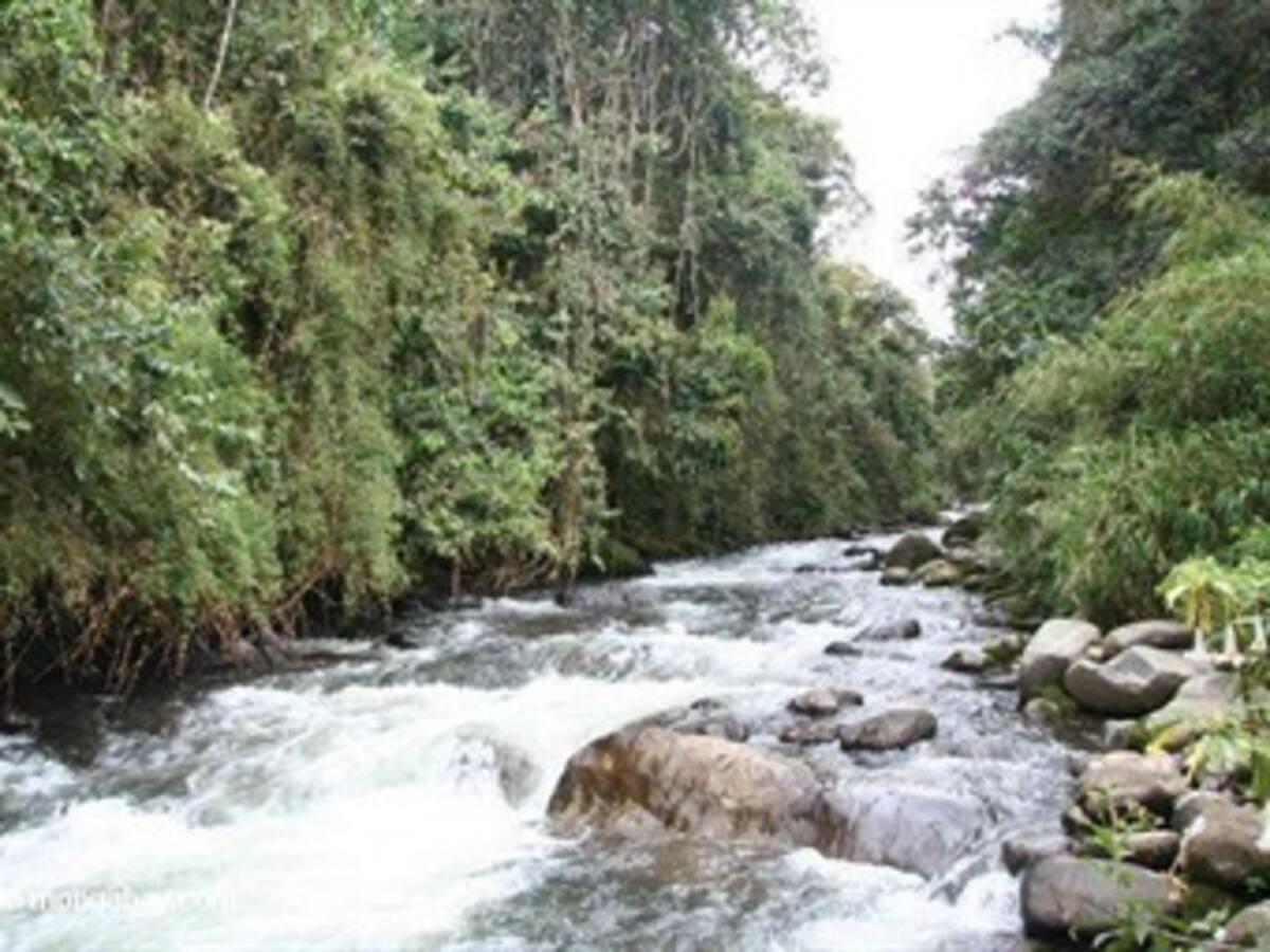 Colombia necesita un inventario y un mapa de bosques