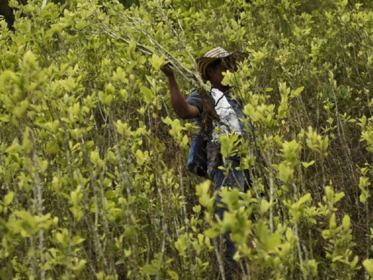 Cultivadores de coca preparan protestas en Antioquia