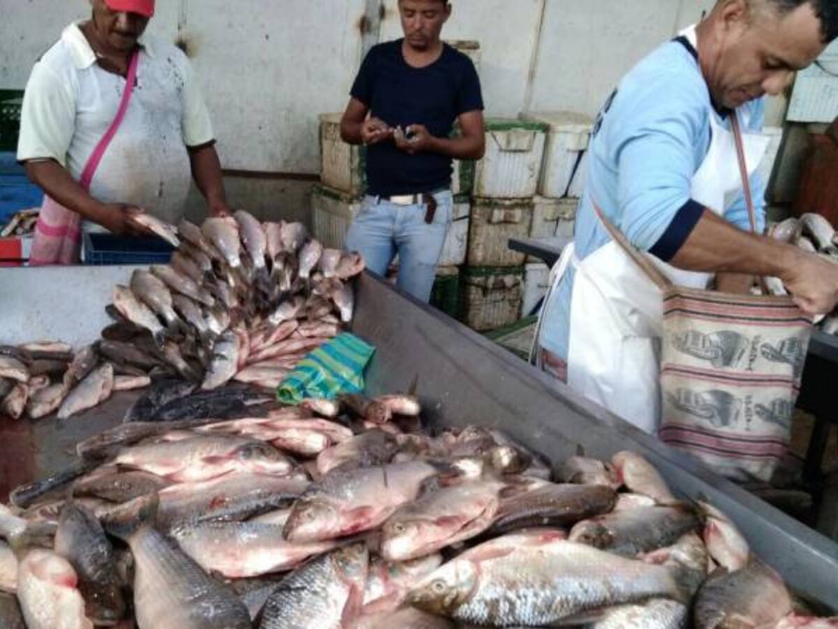 Se multiplicaron los peces en San Marcos, Sucre