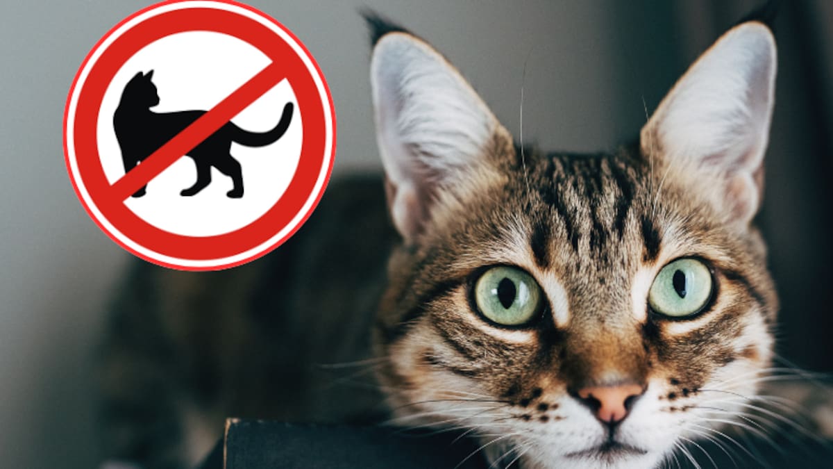 ¿Podría vivir ahí? Lugar donde están prohibidos los gatos: queda en un país de Europa