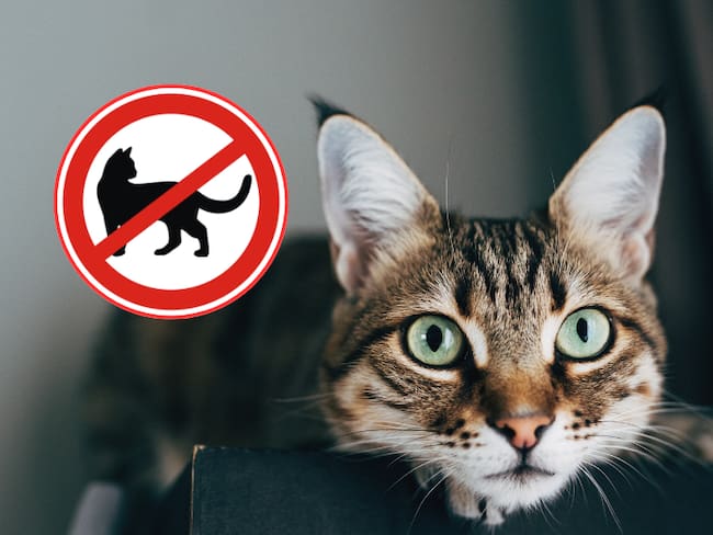 Un gato atento y de fondo una señalización de prohibición con los gatos (Fotos vía Getty Images)