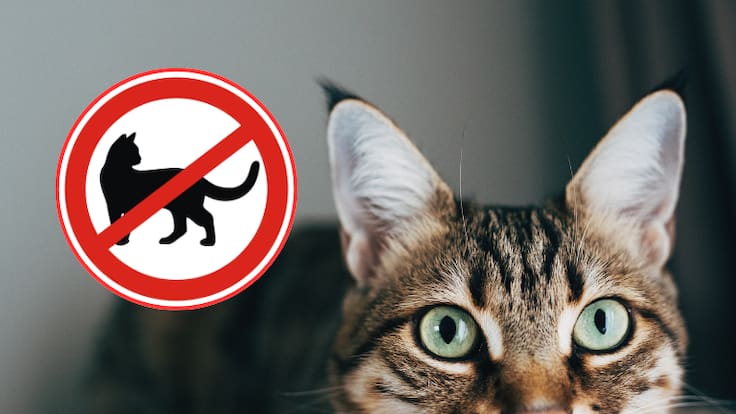 Un gato atento y de fondo una señalización de prohibición con los gatos (Fotos vía Getty Images)