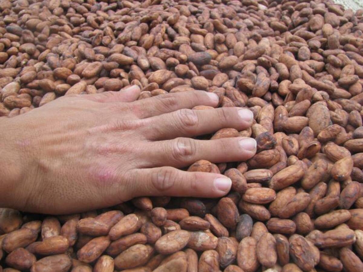 Antiguos raspachines convertidos en cacaoteros en Antioquia inician exportaciones