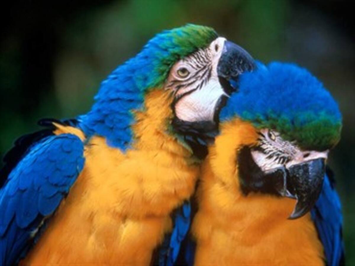 Ranas y loros, nuevas especies descubiertas a granel en la Amazonia