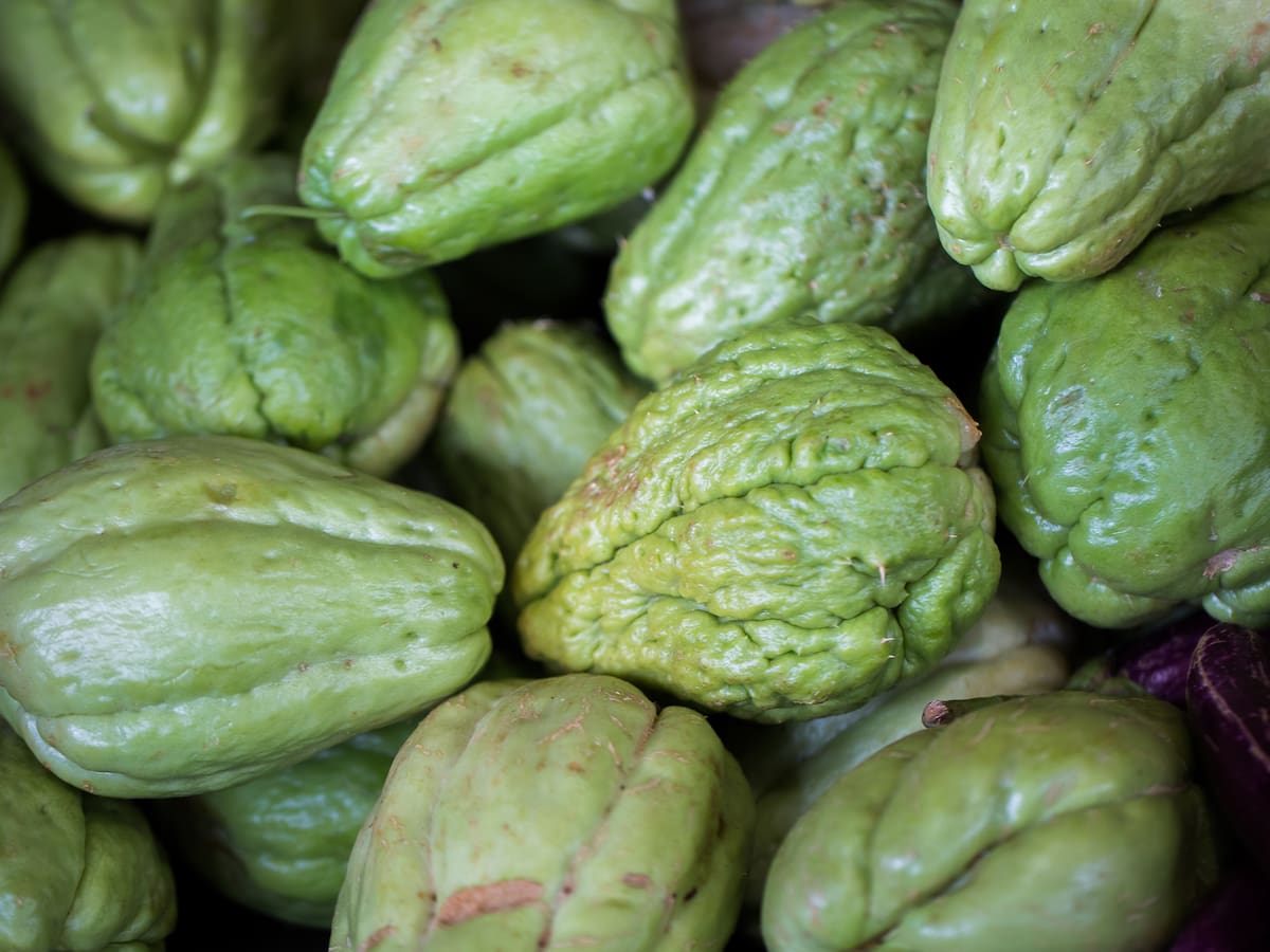 Así debe consumir ‘guatila’ para la diabetes o perder peso: preparación varía según el uso