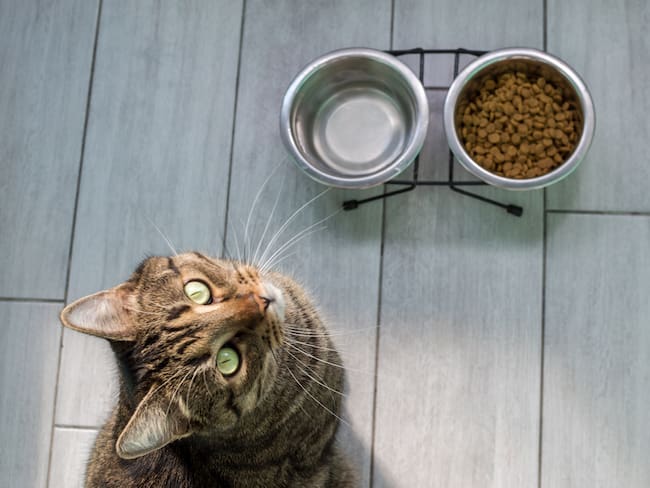Mejorar el apetito de un gato - Getty Images