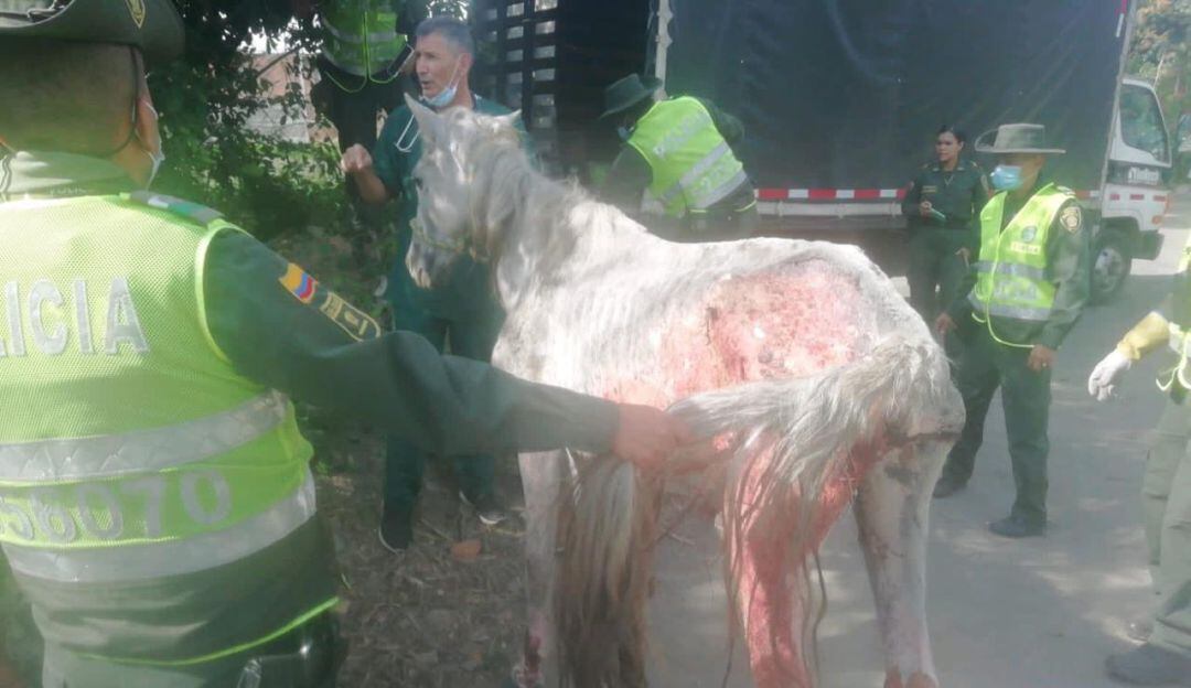 Rescatan caballo con heridas por quemadura y desnutrición