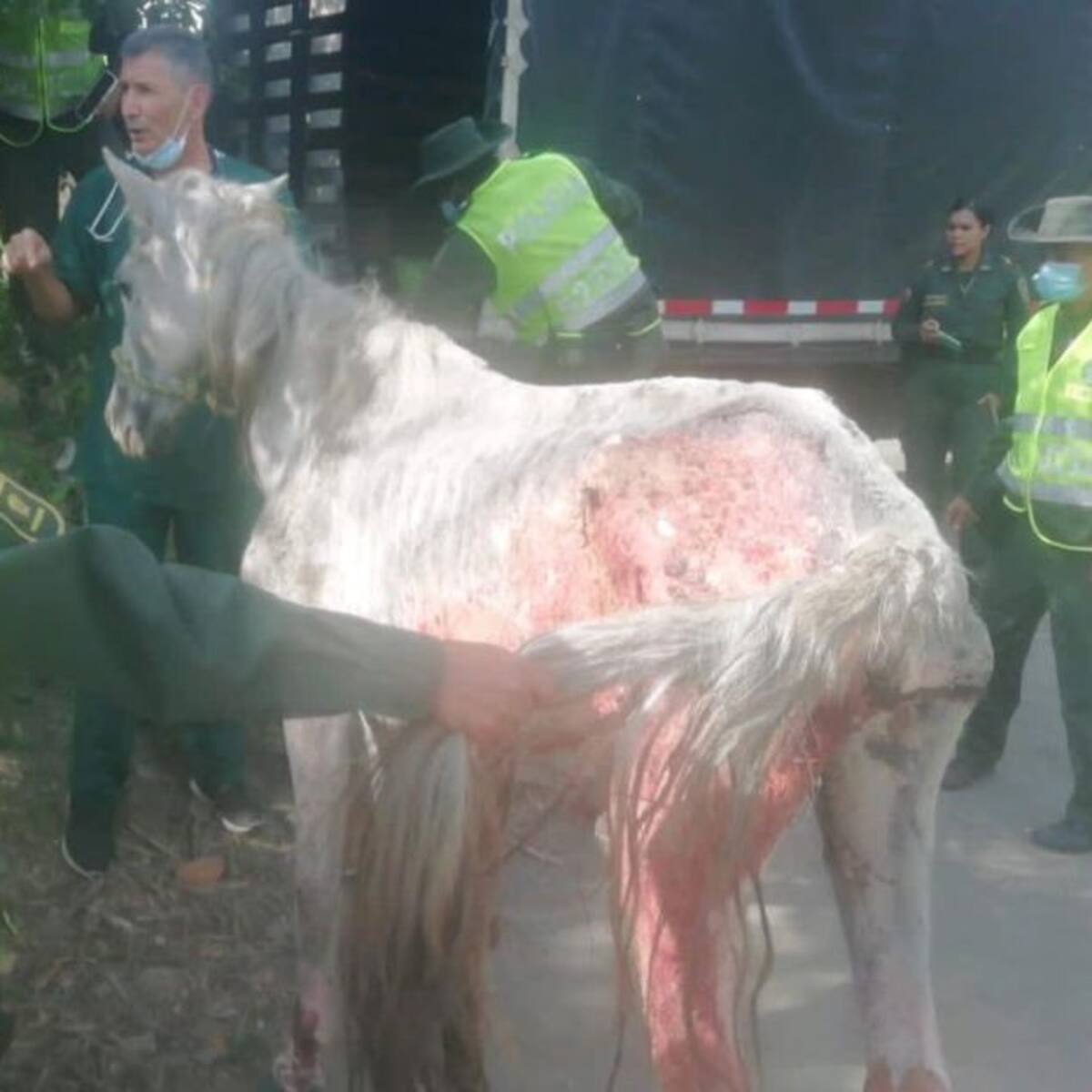 Rescatan caballo con heridas por quemadura y desnutrición