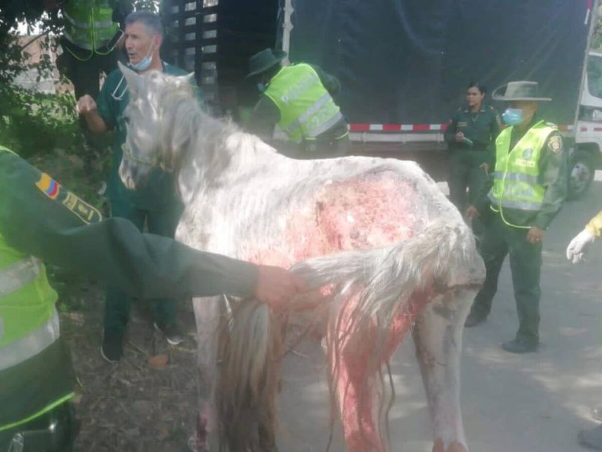 Rescatan caballo con heridas por quemadura y desnutrición