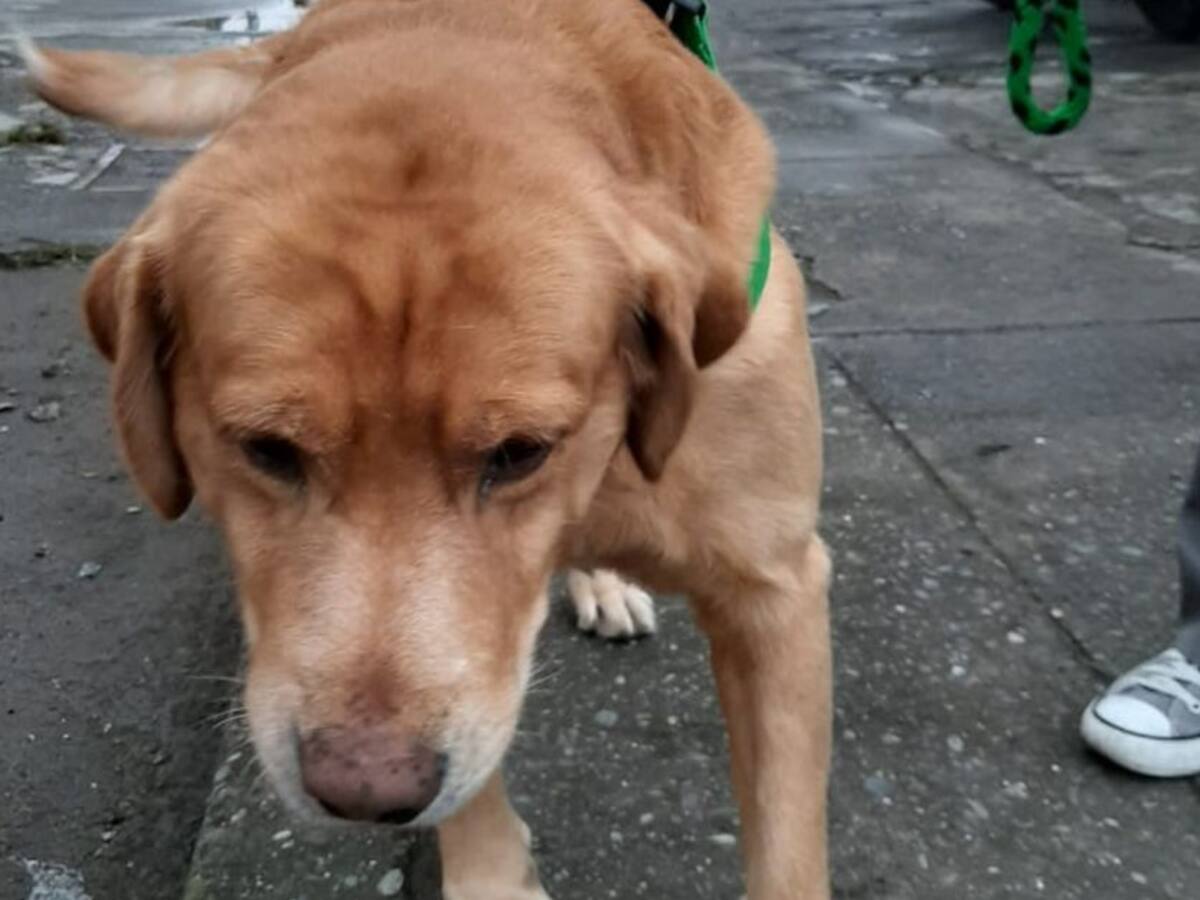 Generar espacios de juego es fundamental para los perros: Veterinaria