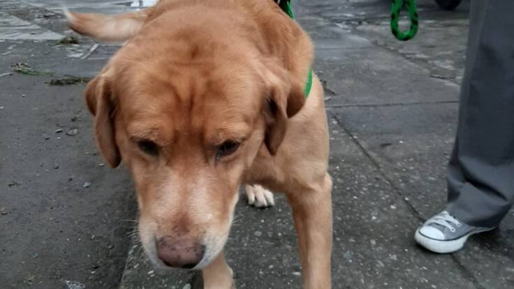 Generar espacios de juego es fundamental para los perros, Veterinaria