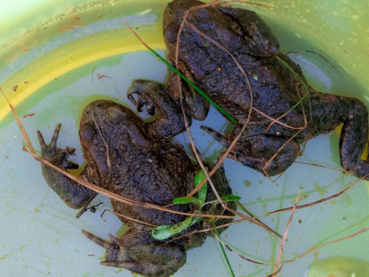 Tráfico animal incrementará transmisión de enfermedades a humanos