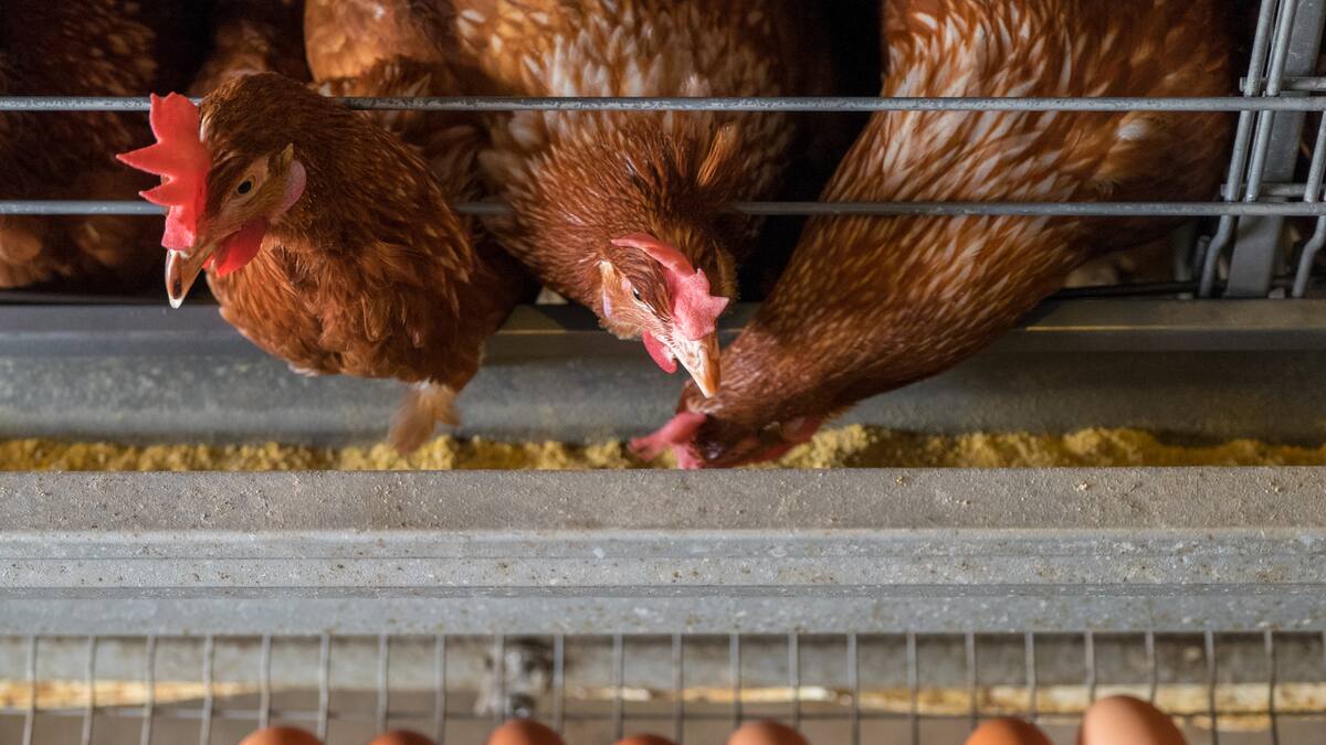 NO al consumo de huevos proveniente de gallinas enjauladas