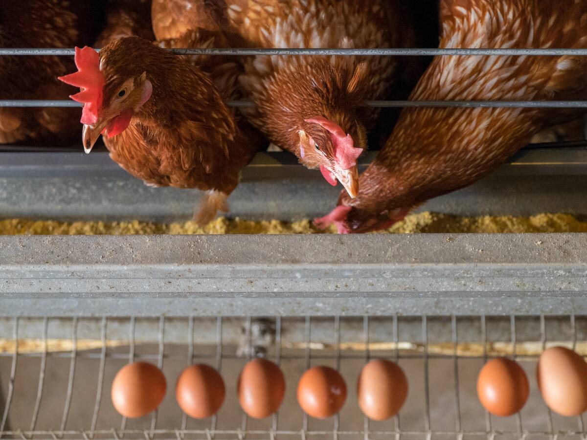 NO al consumo de huevos proveniente de gallinas enjauladas