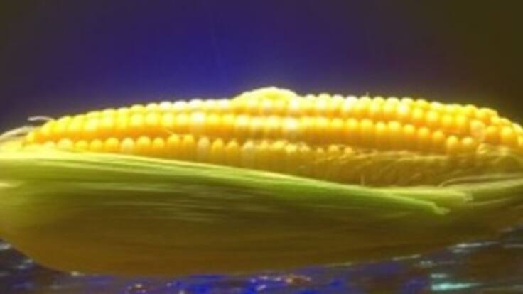 Juan Luis Guerra, el hombre de “La abeja al panal”, será el invitado a los Grandes Especiales de Caracol Radio