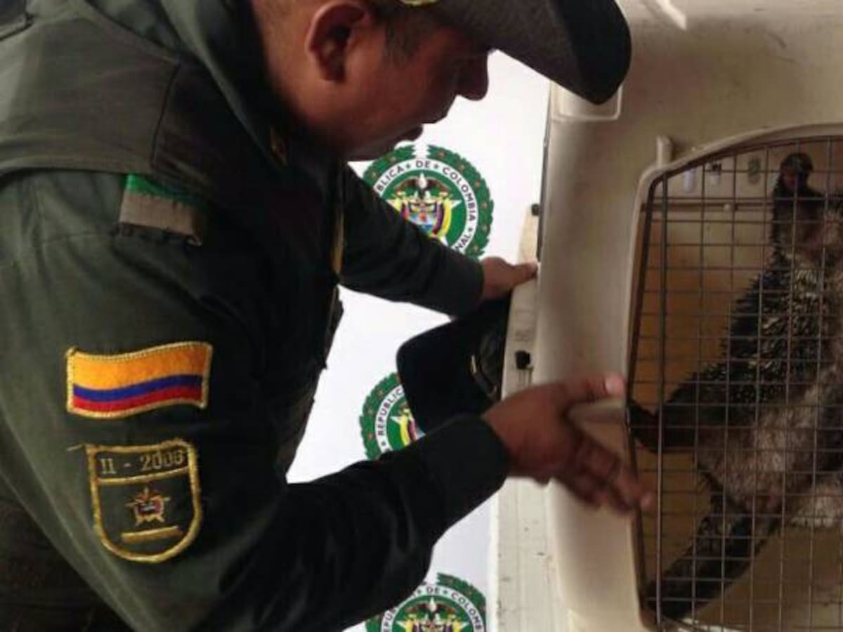 Incautan puercoespín que se ofertaba en una plaza pública de Ocaña