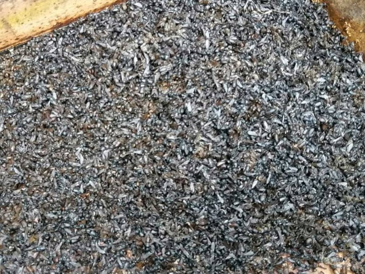 Denuncian mortandad de 150 colmenas en El Caimo de Armenia