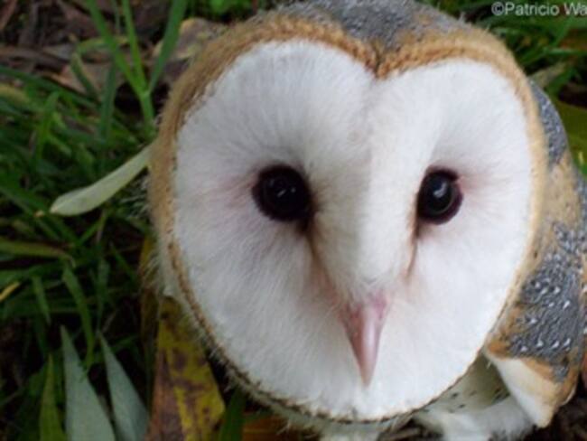 Conozca un poco más la lechuza campanario