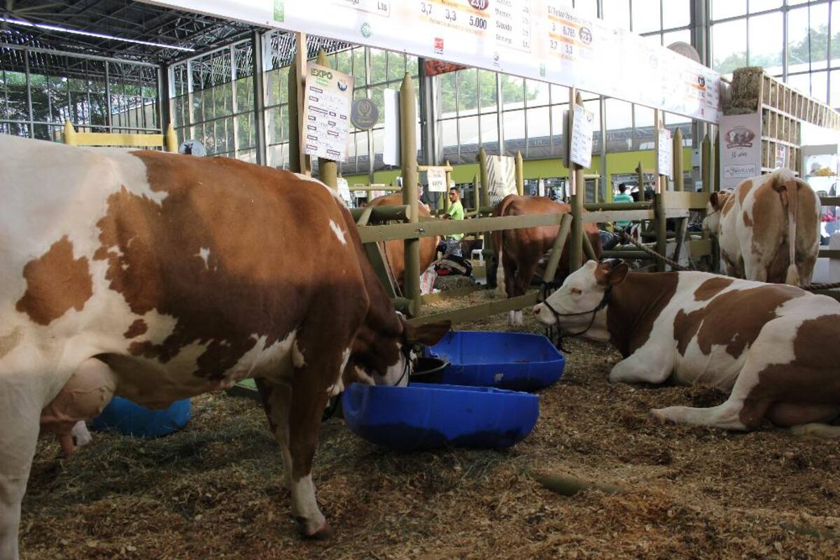 Expocolanta: la feria de la ganadería, porcicultura y la leche en Plaza Mayor.